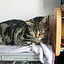 cat, tabby, sleeping, towel, vhs_player, wooden_shelf, tools, red_tape, indoor, resting, feline, electronics, clutter, fur, striped, pet, quiet, relaxation, household, napping