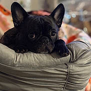 Starr is registered to the contest to win money with this photo: dog, french_bulldog, black_dog, pet, animal, indoor, cushion, resting, close_up, ears, face, paw, cute, adorable, cozy, soft, home, relaxed, portrait, looking