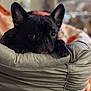 dog, french_bulldog, black_dog, pet, animal, indoor, cushion, resting, close_up, ears, face, paw, cute, adorable, cozy, soft, home, relaxed, portrait, looking