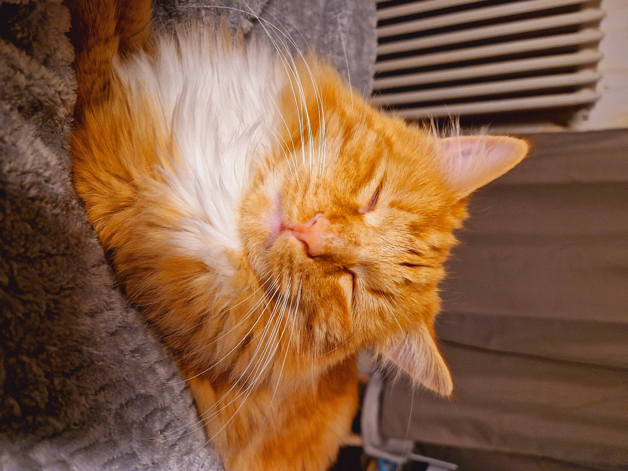 Leroy a rejoint le concours — aidez-le/la à gagner de superbes lots ! carnivore, cat, claw, comfort, domestic_short_haired_cat, felidae, fur, plant, small_to_medium_sized_cats, snout, tail, whiskers, window, wood