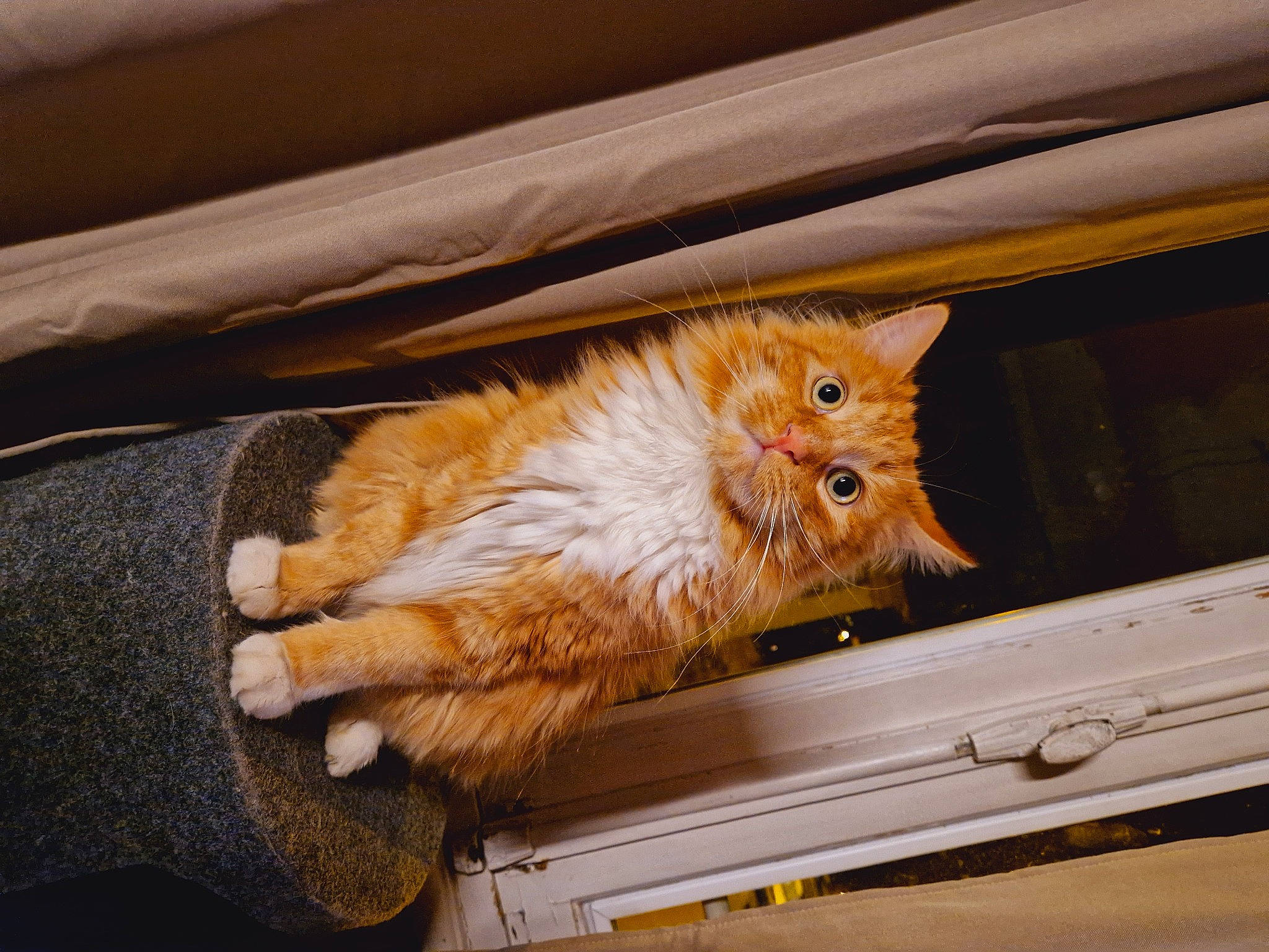 Leroy participe au concours pour gagner de l'argent avec cette photo : carnivore, cat, claw, domestic_short_haired_cat, eye, fawn, felidae, fur, hardwood, motor_vehicle, paw, small_to_medium_sized_cats, snout, tail, varnish, whiskers, wood