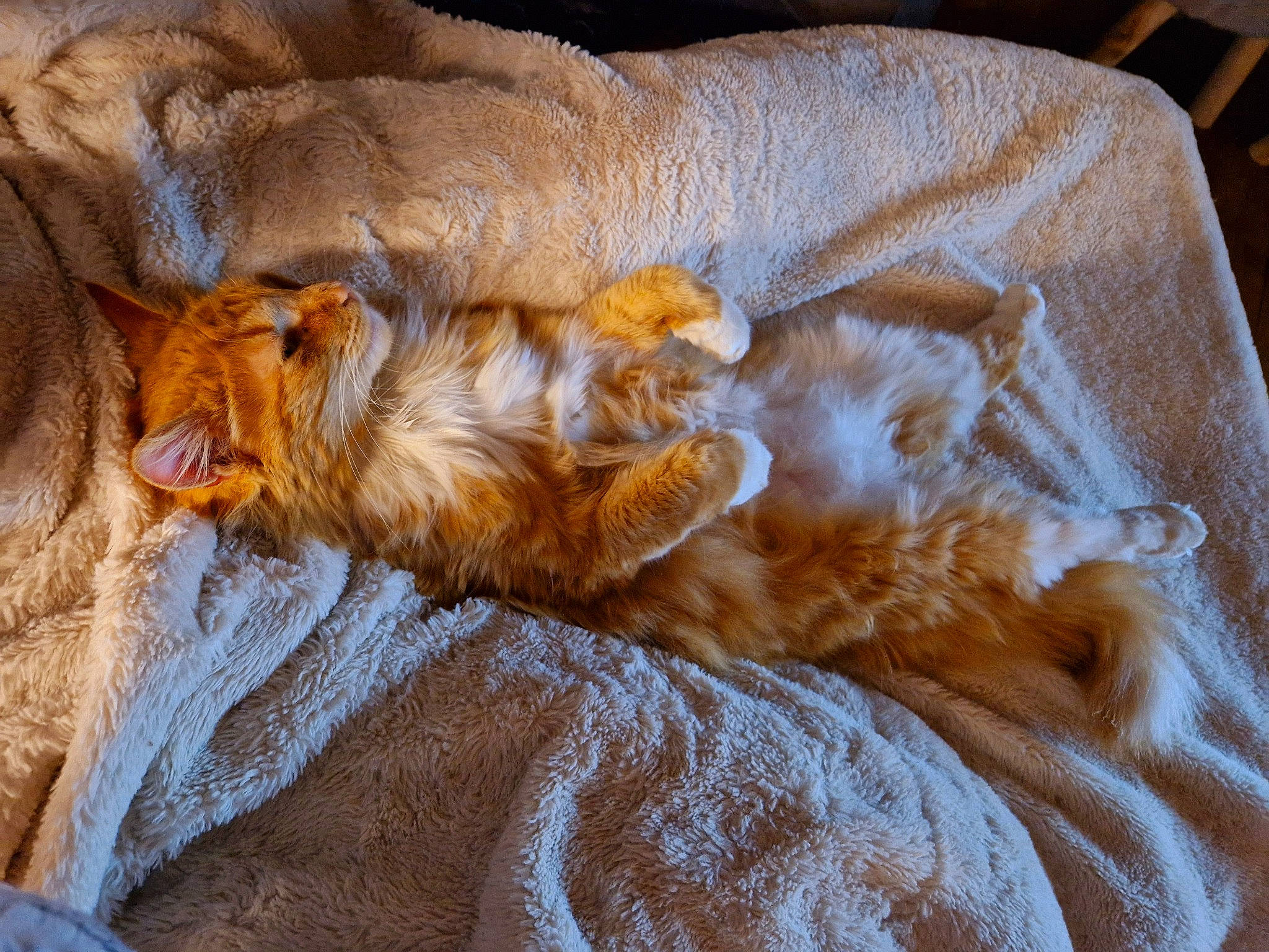 Leroy participe au concours pour gagner de l'argent avec cette photo : bed, brown, carnivore, cat, claw, comfort, fawn, felidae, fur, linens, liver, nap, paw, sleep, small_to_medium_sized_cats, tail, terrestrial_animal, whiskers, wood