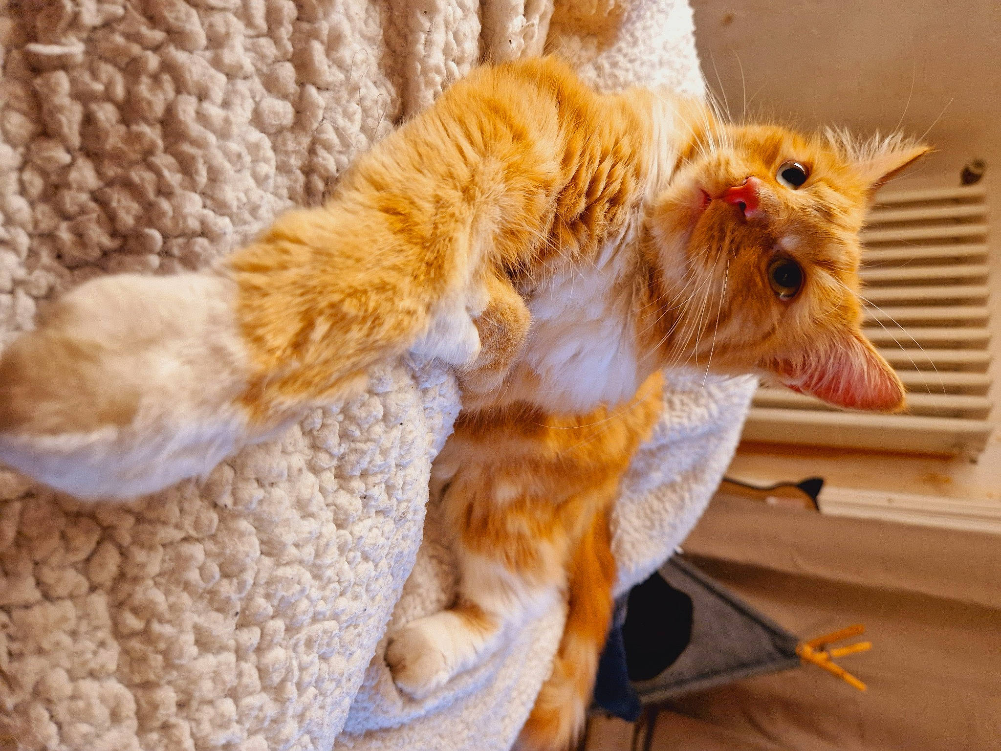 Leroy participe au concours pour gagner de l'argent avec cette photo : canidae, carnivore, cat, claw, comfort, domestic_short_haired_cat, fawn, felidae, fur, paw, small_to_medium_sized_cats, snout, sunglasses, tail, terrestrial_animal, toy, whiskers, wildlife, window, wood