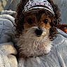 dog, small_dog, curly_fur, tiara, pet, cute, brown_and_white, blanket, soft_texture, indoors, close_up, face, animal, fur, adorable, portrait, resting, cuddly, decorative, fluffy