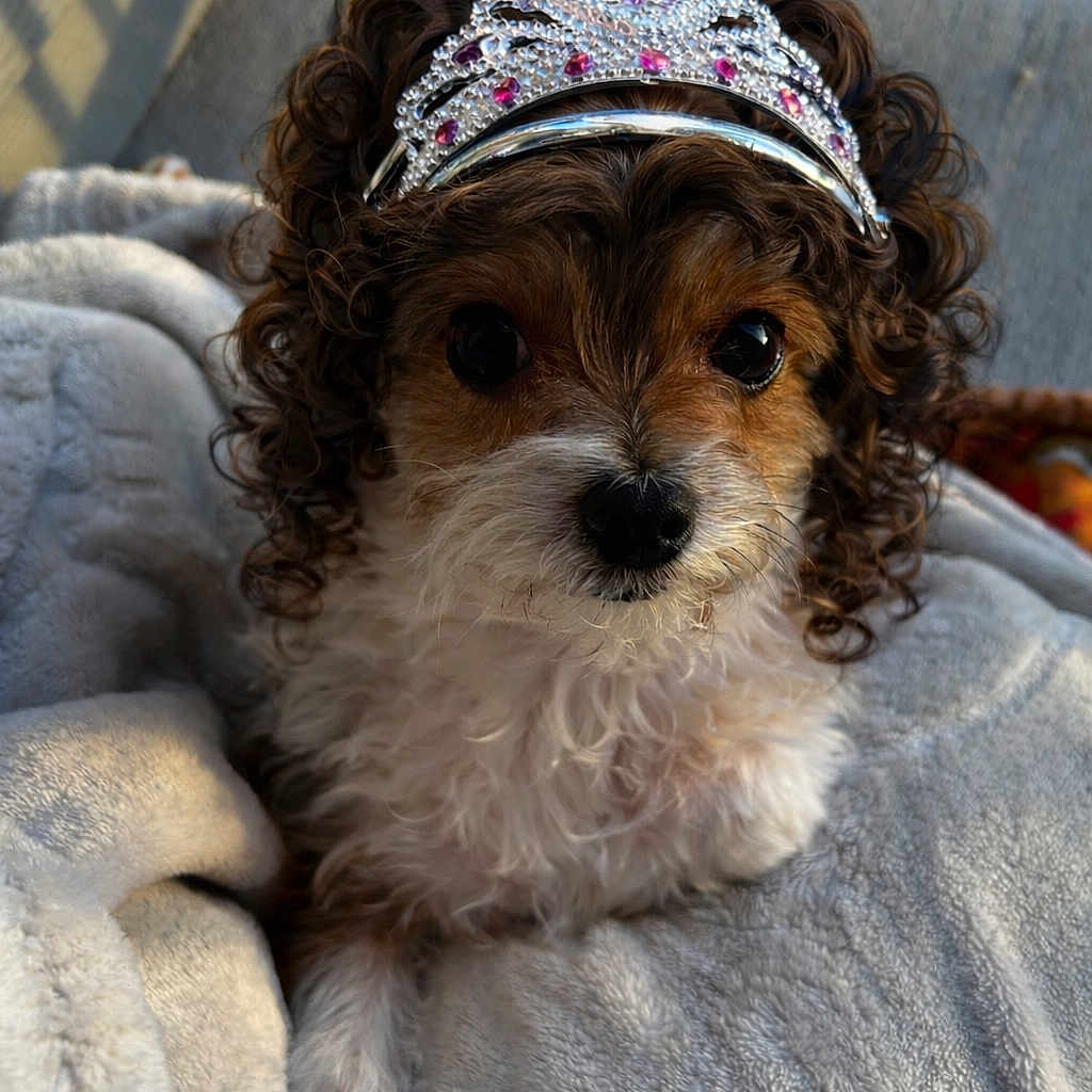 Sophie