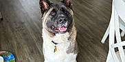 Reya is registered to the contest to win money with this photo: akita, dog, indoor, wooden_floor, pet, sitting, collar, friendly, happy, household, chair, bowl, flooring, home_interior, canine, fur, animal, looking_up, domestic, living_room