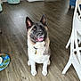 akita, dog, indoor, wooden_floor, pet, sitting, collar, friendly, happy, household, chair, bowl, flooring, home_interior, canine, fur, animal, looking_up, domestic, living_room
