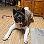 Reya is registered to the contest to win money with this photo: akita, dog, pet, indoor, floor, wood_floor, toy, rope_toy, cabinet, kitchen, smiling, happy, bare_feet, chair, home, animal, fur, tail, paws, collar