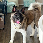 Reya is registered to the contest to win money with this photo: akita, dog, pet, animal, indoor, floor, fur, tongue, tail, ears, collar, happy, standing, wood_floor, home, furniture, drawer, ottoman, pattern, bright