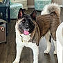 akita, dog, pet, animal, indoor, floor, fur, tongue, tail, ears, collar, happy, standing, wood_floor, home, furniture, drawer, ottoman, pattern, bright
