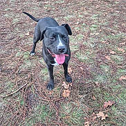 Noche participe au concours pour gagner de l'argent avec cette photo : animal, black_dog, canine, daylight, dog, ears, forest_floor, fur, grass, happy, leaf, mammal, nature, outdoor, pet, pine_needles, playful, tail, tongue_out, walking