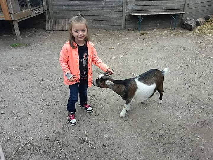 Alexia participe au concours pour gagner de l'argent avec cette photo : canidae, carnivore, dog, dog_breed, fawn, joy, mammal, person, sporting_group, vertebrate