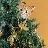 Sunny joined the competition — help win amazing prizes! cat, christmas_tree, ornaments, golden_decorations, pine_needles, orange_tabby, curious, indoor, holiday, festive, greenery, pet, animal, decor, cute, playful, christmas, close_up, face, eye_contact