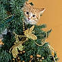 cat, christmas_tree, ornaments, golden_decorations, pine_needles, orange_tabby, curious, indoor, holiday, festive, greenery, pet, animal, decor, cute, playful, christmas, close_up, face, eye_contact