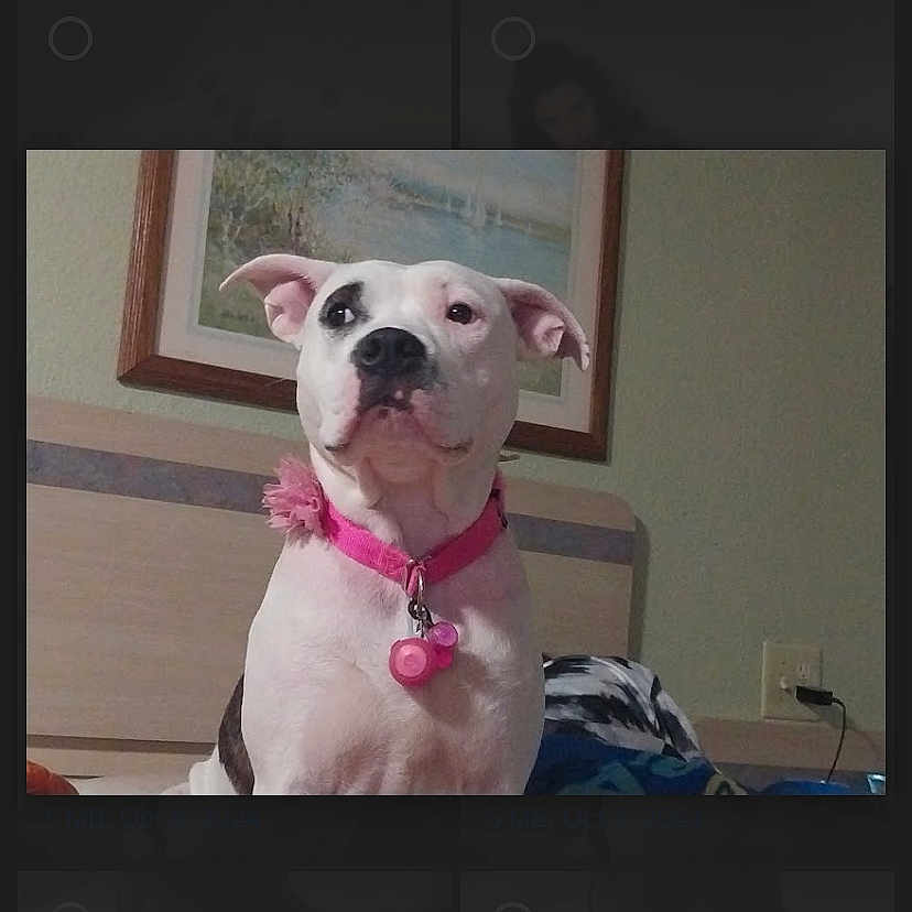 Snowball joined the competition — help win amazing prizes! animal, bostonbull, boxer, bulldog, canine, computerhardware, dog, electronics, face, frenchbulldog, hardware, head, mobilephone, monitor, person, pet, phone, pitbull, puppy, screen