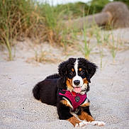 Nessi joined the competition — help win amazing prizes! animal, beach, bernese_mountain_dog, canine, cute, dog, fur, grass, harness, lying_down, nature, outdoor, pet, playful, puppy, relaxing, sand, summer, tongue_out, young
