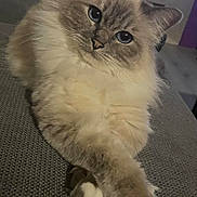 Liloo a rejoint le concours — aidez-le/la à gagner de superbes lots ! cat, fluffy, blue_eyes, paws_crossed, indoor, grey_surface, relaxed, pet, feline, close_up, soft_fur, sitting, cute, domestic_animal, whiskers, portrait, animal, cozy, calm, house_pet