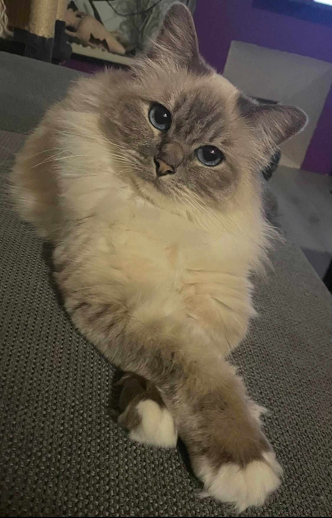 Liloo a rejoint le concours — aidez-le/la à gagner de superbes lots ! cat, fluffy, blue_eyes, paws_crossed, indoor, grey_surface, relaxed, pet, feline, close_up, soft_fur, sitting, cute, domestic_animal, whiskers, portrait, animal, cozy, calm, house_pet