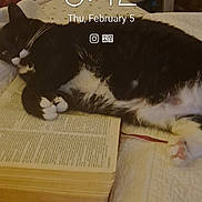 Spartacus is registered to the contest to win money with this photo: bed, bookmark, bookmark_ribbon, cat, cozy, date_display, fur, indoor, lamp, lock_screen, nightstand, open_book, paw, pet, phone_ui, quilt, reading, relaxed, time_display, tuxedo_cat