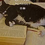 bed, bookmark, bookmark_ribbon, cat, cozy, date_display, fur, indoor, lamp, lock_screen, nightstand, open_book, paw, pet, phone_ui, quilt, reading, relaxed, time_display, tuxedo_cat