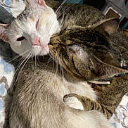 Harley And Carmel joined the competition — help win amazing prizes! cat, cats, feline, tabby, white_cat, cuddling, nuzzling, snuggling, whiskers, fur, pet, domestic_cat, paws, collar, blanket, bed, indoor, closeup, affectionate, sleeping