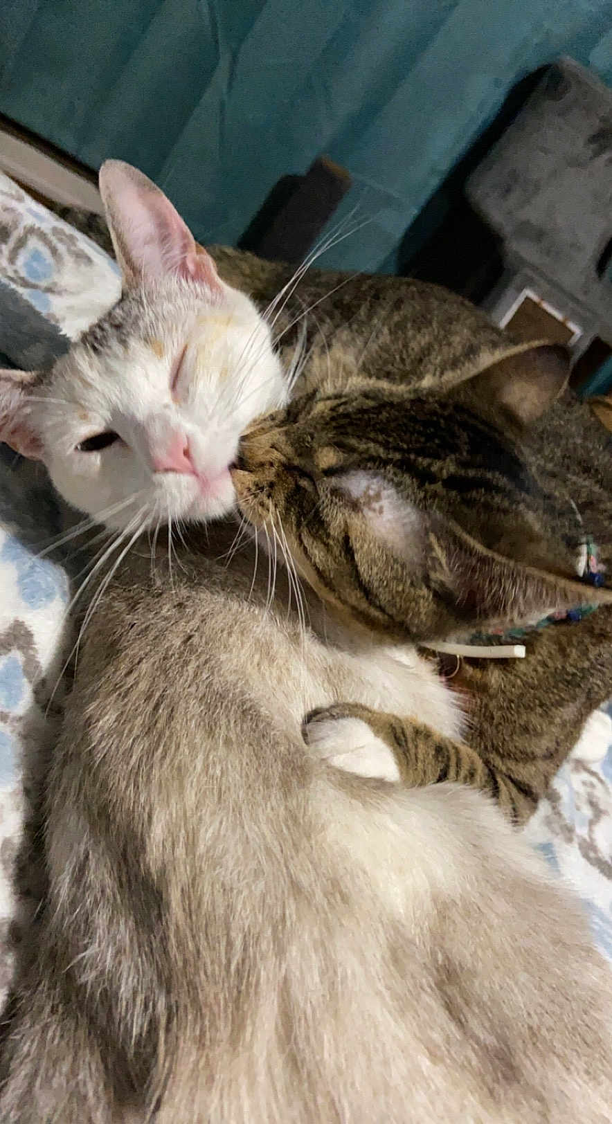 Harley And Carmel joined the competition — help win amazing prizes! cat, cats, feline, tabby, white_cat, cuddling, nuzzling, snuggling, whiskers, fur, pet, domestic_cat, paws, collar, blanket, bed, indoor, closeup, affectionate, sleeping
