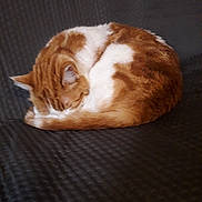 Jugnior participe au concours pour gagner de l'argent avec cette photo : cat, orange_cat, white_cat, sleeping, curled_up, feline, pet, animal, resting, cozy, fur, whiskers, indoor, close_up, texture, pattern, quiet, relaxation, cute, companion