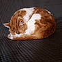 cat, orange_cat, white_cat, sleeping, curled_up, feline, pet, animal, resting, cozy, fur, whiskers, indoor, close_up, texture, pattern, quiet, relaxation, cute, companion