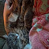 Kuro is registered to the contest to win money with this photo: arm, blanket, cat, closeup, comfort, couch, cozy, fluffy, fur, gray_cat, hand, indoor, person, pet, pink_blanket, relaxing, resting, sleeping, snuggling, tattoo