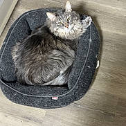 Kuro is registered to the contest to win money with this photo: cat, pet_bed, gray_cat, fur, wooden_floor, scratching_post, indoor, cozy, animal, feline, resting, curled_up, looking_up, domestic_animal, home, soft_texture, relaxed, fluffy, cute, comfortable