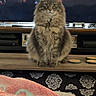 Kuro joined the competition — help win amazing prizes! cat, tabby_cat, fluffy, pet, indoor, table, television, animation, blanket, pattern, cozy, fur, animal, feline, looking, sitting, home, living_room, wood, decor