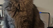 Kuro is registered to the contest to win money with this photo: animal, calm, cat, cozy, curious, domestic, ears, eyes, feline, fluffy, fur, furniture, gray, home, indoor, mirror, pet, sitting, table, whiskers