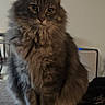 Kuro is registered to the contest to win money with this photo: cat, fluffy, gray, sitting, table, indoor, pet, feline, curious, calm, mirror, furniture, cozy, animal, whiskers, ears, eyes, fur, home, domestic