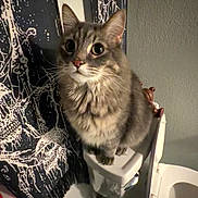 Kuro is registered to the contest to win money with this photo: cat, gray_cat, toilet, bathroom, tapestry, trash_bin, crumpled_paper, indoor, pet, feline, curious, wide_eyes, fluffy, sitting, perched, household, wall, tile_floor, toilet_lid, decor