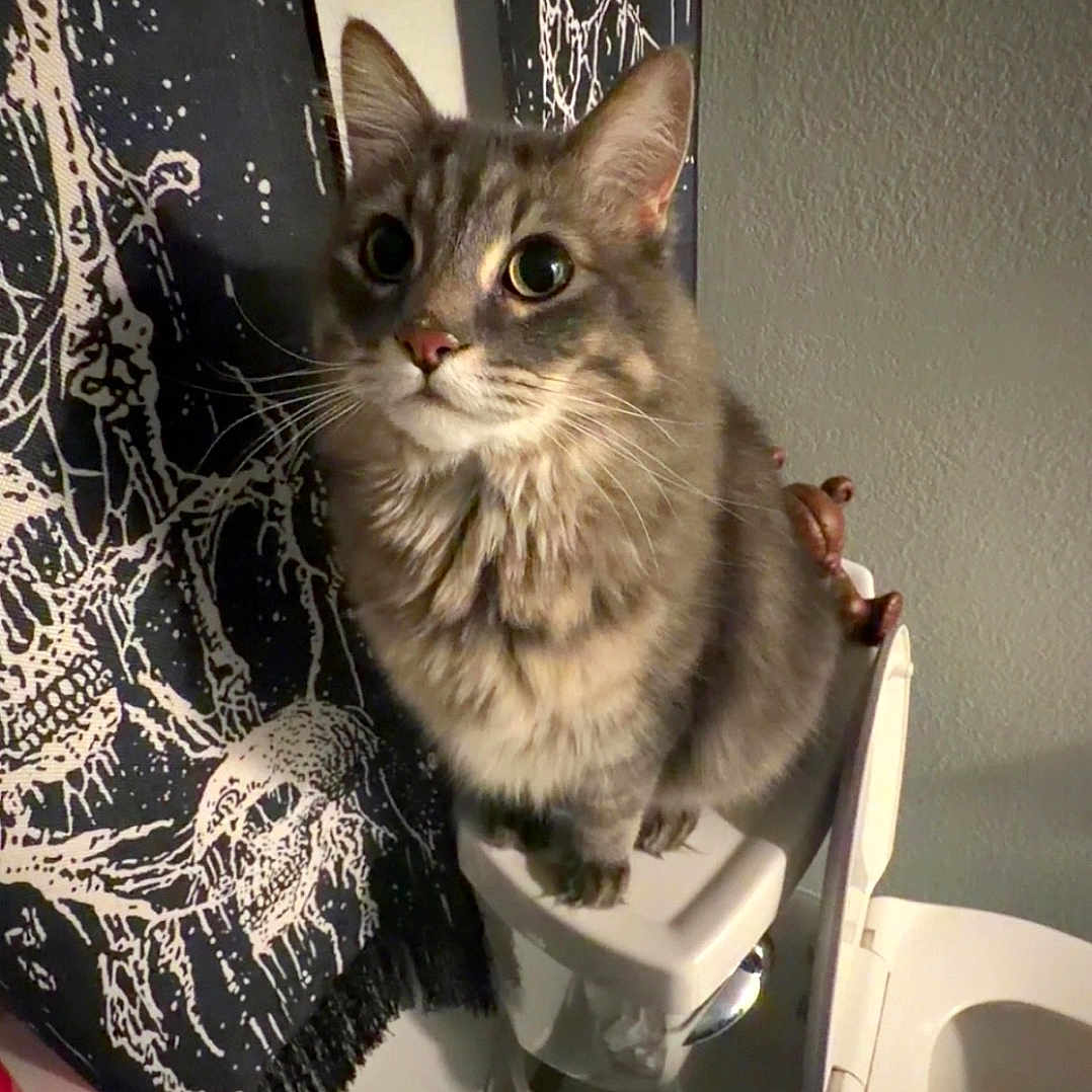 Kuro is registered to the contest to win money with this photo: cat, gray_cat, toilet, bathroom, tapestry, trash_bin, crumpled_paper, indoor, pet, feline, curious, wide_eyes, fluffy, sitting, perched, household, wall, tile_floor, toilet_lid, decor