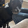 Thor joined the competition — help win amazing prizes! dog, black_dog, indoor, sunlight, window_blinds, person, jeans, knee, resting, pet, animal, floor, couch, furniture, cozy, affection, domestic, companion, casual, relaxed