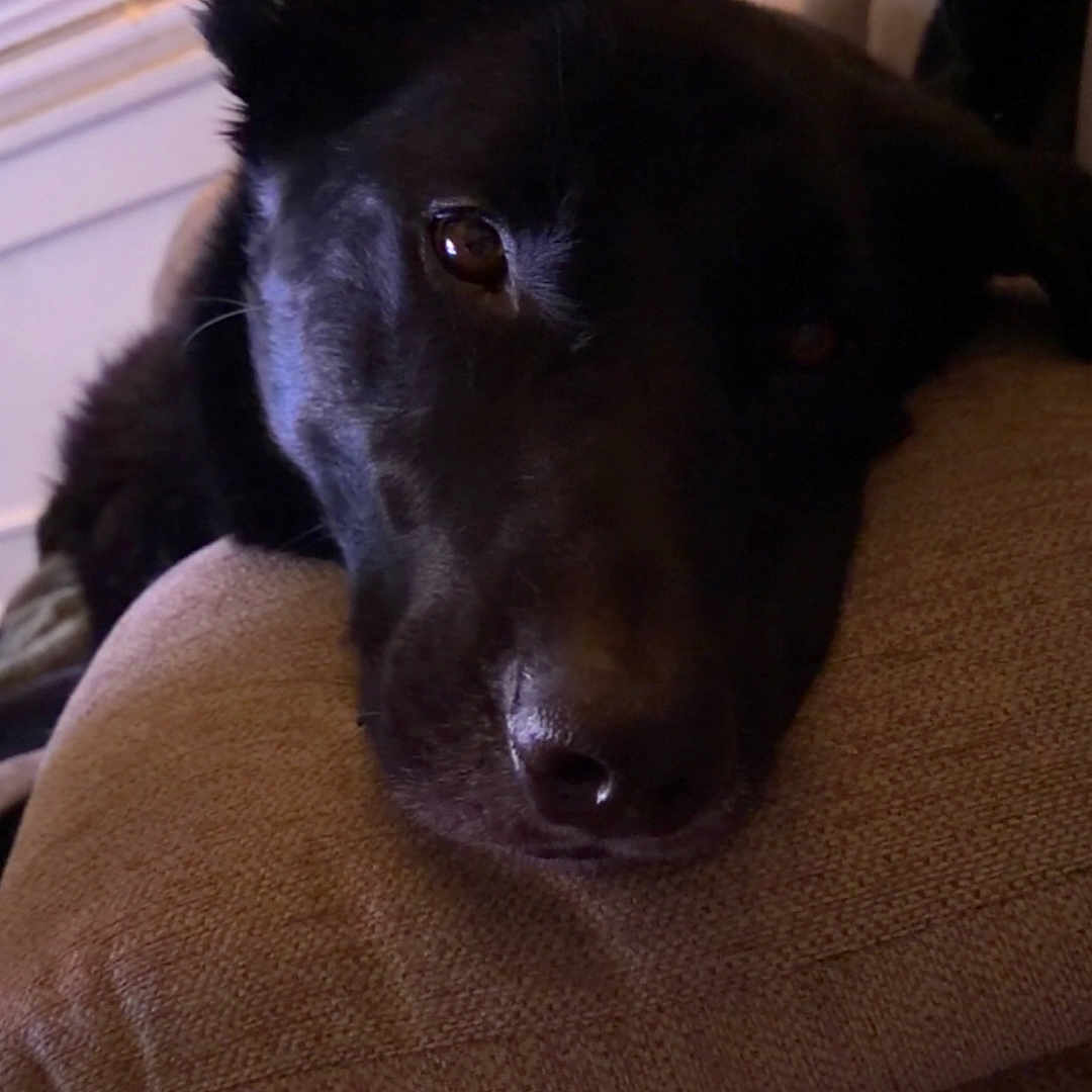 Thor joined the competition — help win amazing prizes! dog, black_dog, couch, pillow, indoor, window, blanket, pet, relaxed, ear, face, snout, fur, domestic_animal, resting, home, animal, cozy, soft_lighting, portrait
