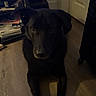 Thor joined the competition — help win amazing prizes! dog, black_dog, indoor, wooden_floor, pet, animal, looking, sitting, room, door, shelf, clutter, furniture, floor, portrait, canine, domestic_animal, house, companion, cute