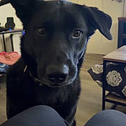 Thor is registered to the contest to win money with this photo: dog, black_dog, pet, indoor, curious, ears, eyes, floor, door, table, chair, furniture, legs, person_legs, living_room, collar, wood_floor, home, closeup, animal