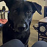 dog, black_dog, pet, indoor, curious, ears, eyes, floor, door, table, chair, furniture, legs, person_legs, living_room, collar, wood_floor, home, closeup, animal