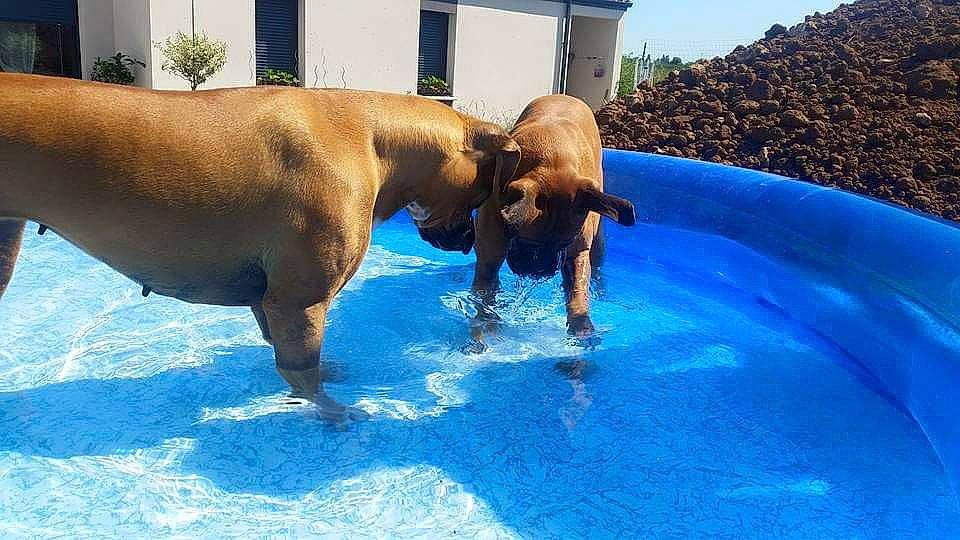 Elisca participe au concours pour gagner de l'argent avec cette photo : american_pit_bull_terrier, boerboel, bullmastiff, canidae, carnivore, dog, dog_breed, fawn, leisure, rhodesian_ridgeback, sporting_group, vizsla