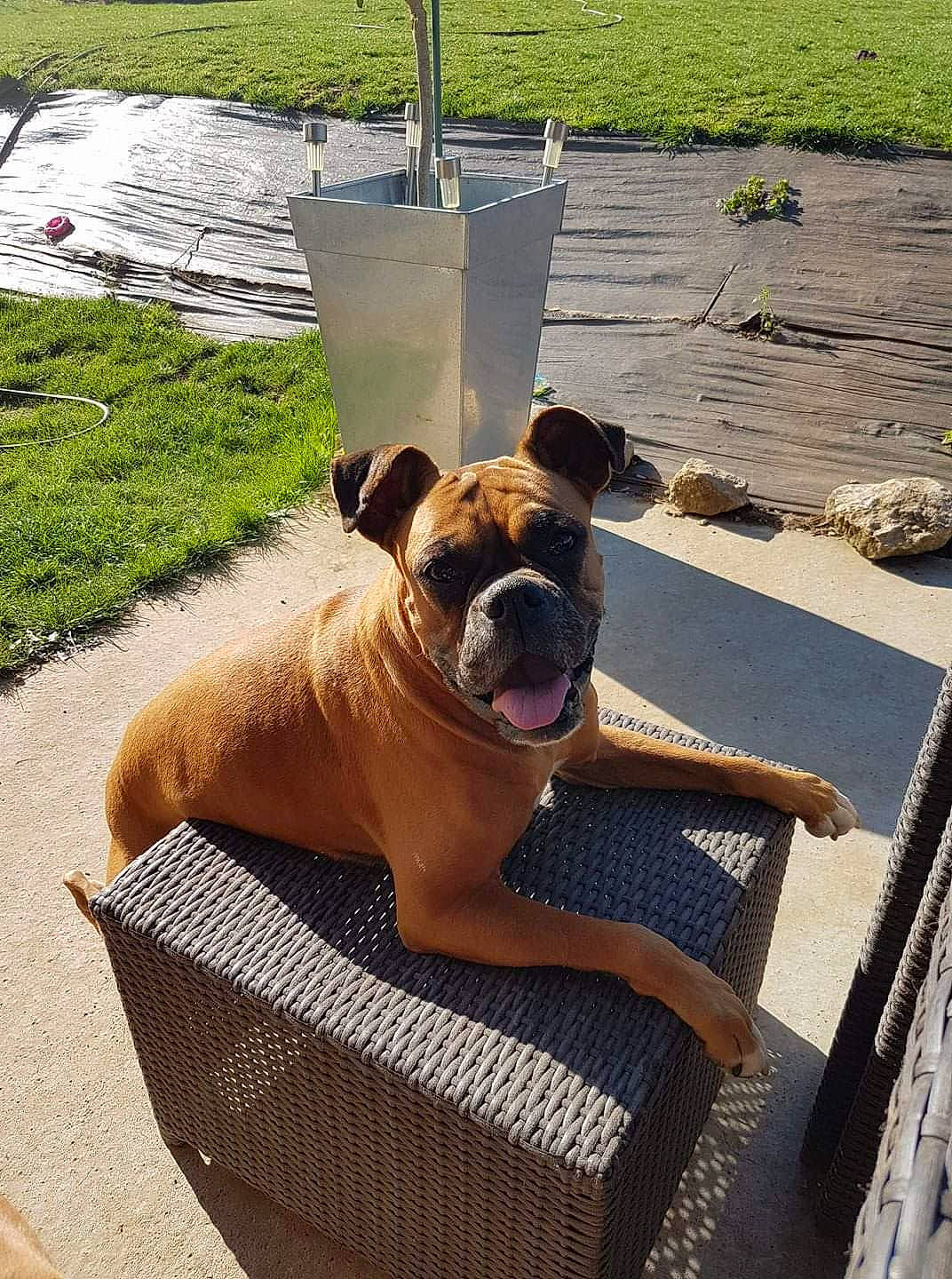 Elisca a rejoint le concours — aidez-le/la à gagner de superbes lots ! american_bulldog, australian_bulldog, boerboel, boxer, bulldog, bullmastiff, canidae, carnivore, companion_dog, dog, dog_breed, fawn, mammal, molosser, non_sporting_group, old_english_bulldog, olde_english_bulldogge, perro_de_presa_mallorquin, snout, vacation