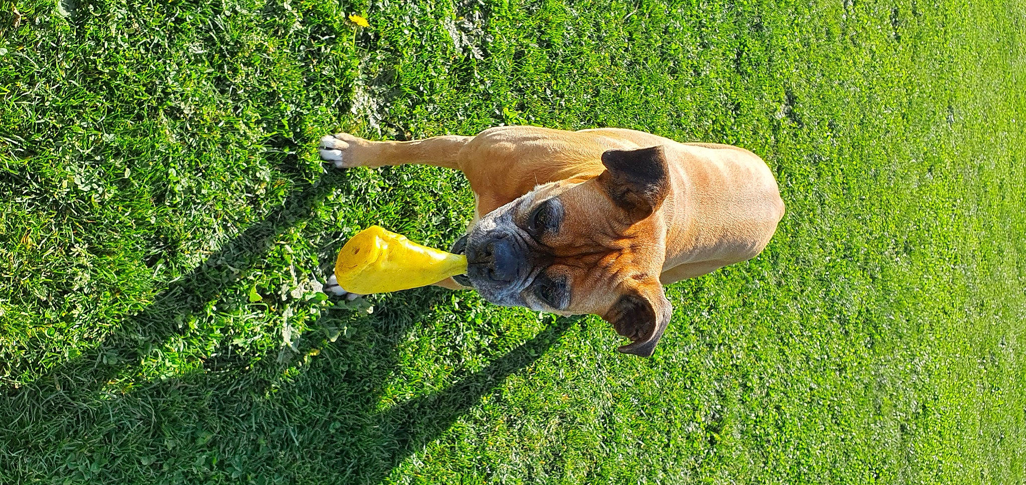 Elisca participe au concours pour gagner de l'argent avec cette photo : boerboel, boxer, bullmastiff, canidae, carnivore, dog, dog_breed, fawn, grass, meadow, plant, puggle, snout, sporting_group, working_dog, yellow