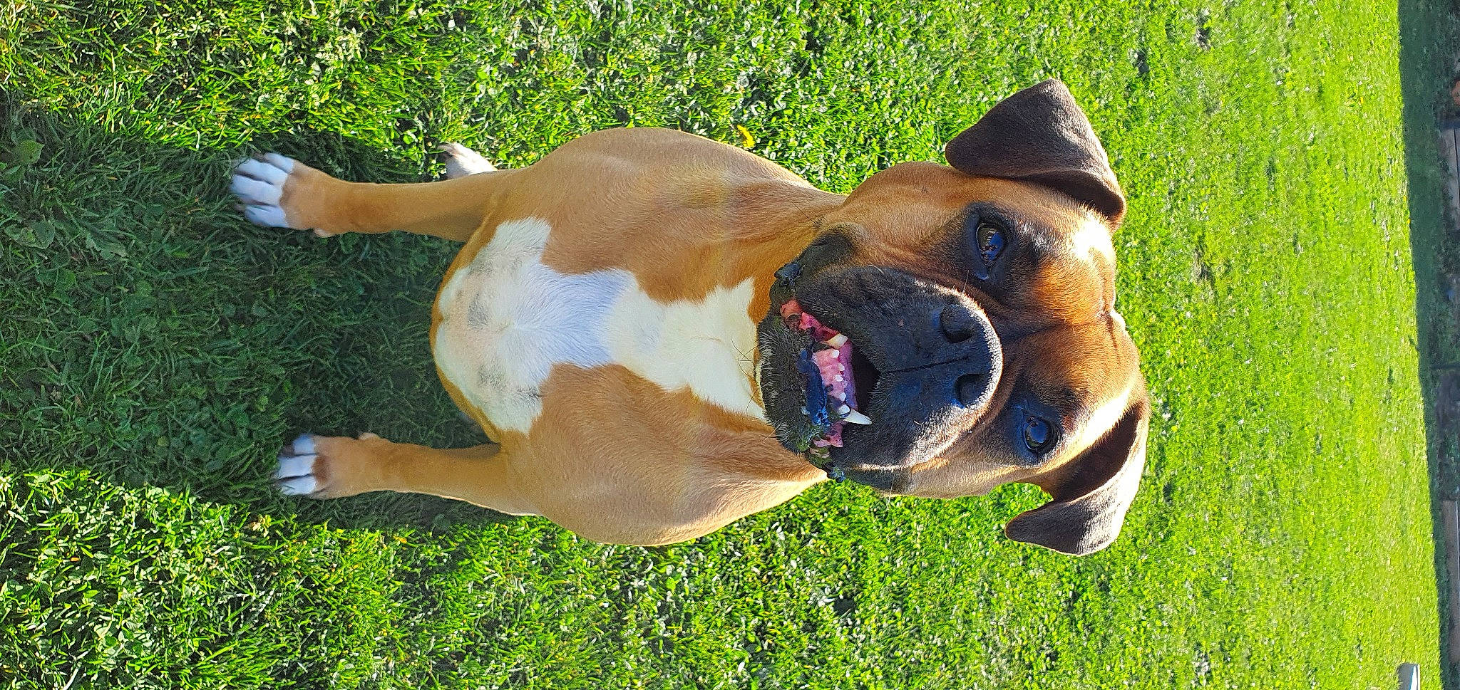 Inna a rejoint le concours — aidez-le/la à gagner de superbes lots ! american_staffordshire_terrier, australian_bulldog, boerboel, boxer, canidae, carnivore, dog, dog_breed, fawn, grass, mammal, non_sporting_group, olde_english_bulldogge, snout, valley_bulldog, vertebrate