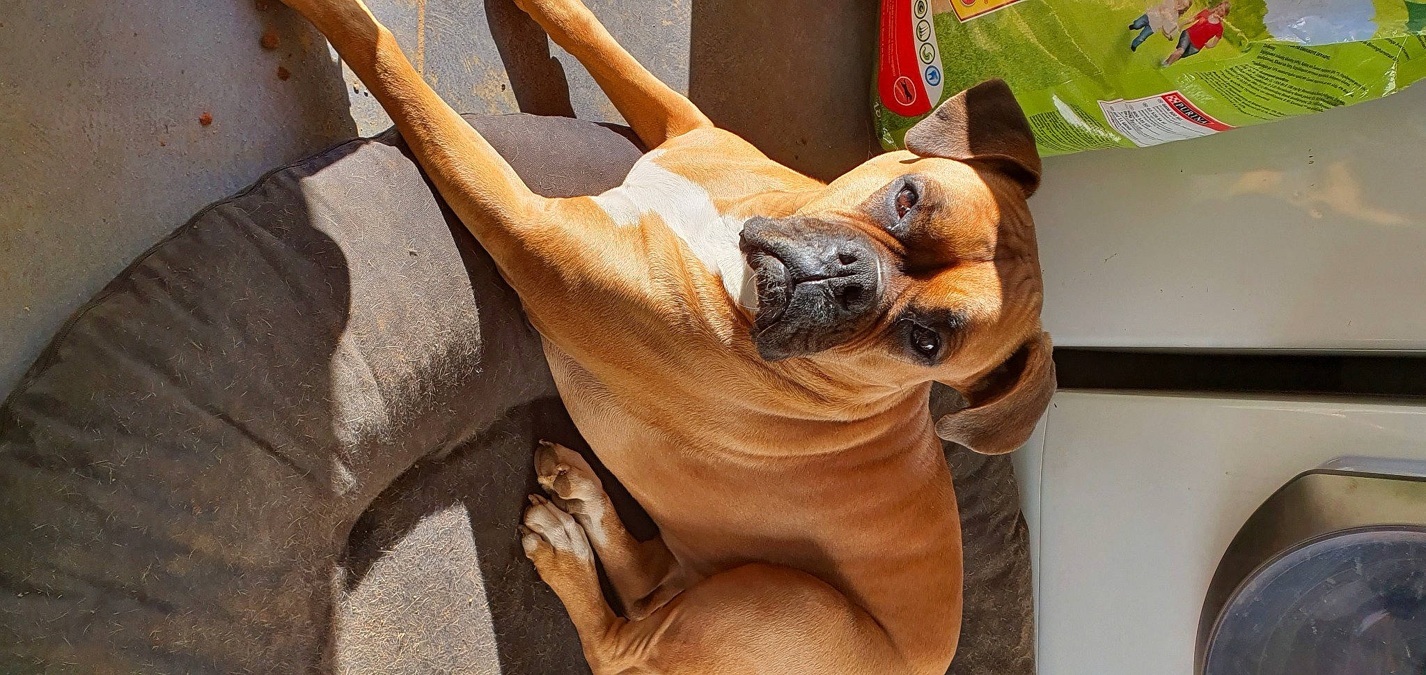 Inna a rejoint le concours — aidez-le/la à gagner de superbes lots ! ancient_dog_breeds, black_mouth_cur, boerboel, bullmastiff, canidae, carnivore, companion_dog, dog, dog_breed, fawn, non_sporting_group, pug, snout