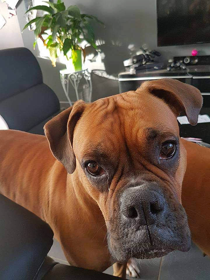 Inna a rejoint le concours — aidez-le/la à gagner de superbes lots ! boxer, bulldog, bullmastiff, canidae, carnivore, companion_dog, dog, dog_breed, fawn, mammal, molosser, old_english_bulldog, olde_english_bulldogge, puppy, rare_breed_dog, snout, sporting_group, valley_bulldog, vertebrate, whiskers