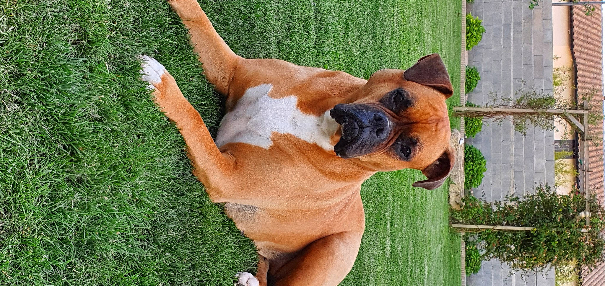 Inna a rejoint le concours — aidez-le/la à gagner de superbes lots ! american_staffordshire_terrier, black_mouth_cur, boerboel, boxer, bullmastiff, canidae, carnivore, companion_dog, dog, dog_breed, fawn, fila_brasileiro, grass, mammal, non_sporting_group, snout, tosa, vertebrate