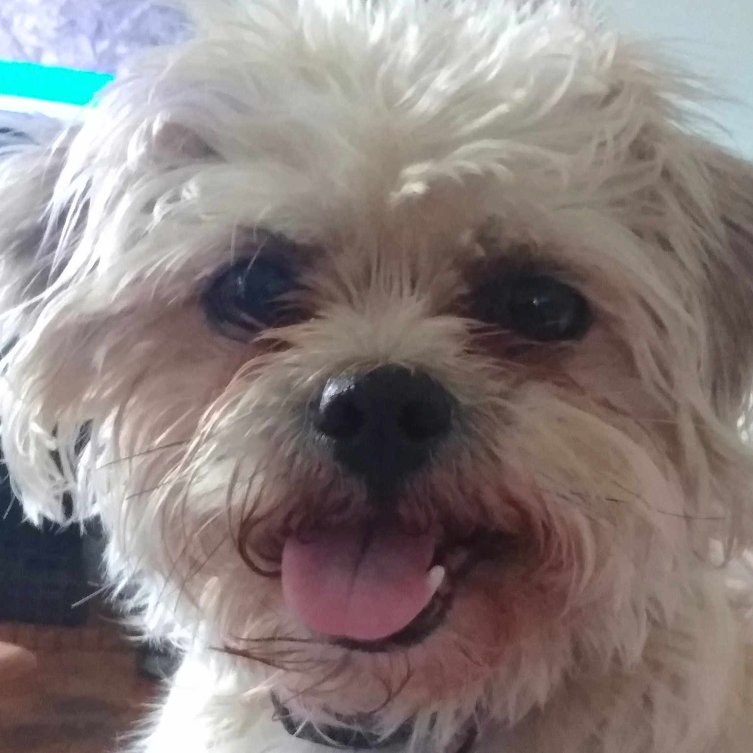 Artie is registered to the contest to win money with this photo: bolonka, canidae, carnivore, chinese_imperial_dog, companion_dog, dog, dog_breed, havanese, kyi_leo, maltepoo, maltese, mammal, morkie, nose, puppy, schnoodle, shih_poo, shih_tzu, snout, vertebrate