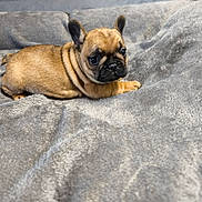 Angu a rejoint le concours — aidez-le/la à gagner de superbes lots ! puppy, dog, french_bulldog, brown, wrinkled_skin, ears, blanket, gray, cute, pet, animal, indoor, young, small, lying_down, fur, portrait, companion, soft, relaxing