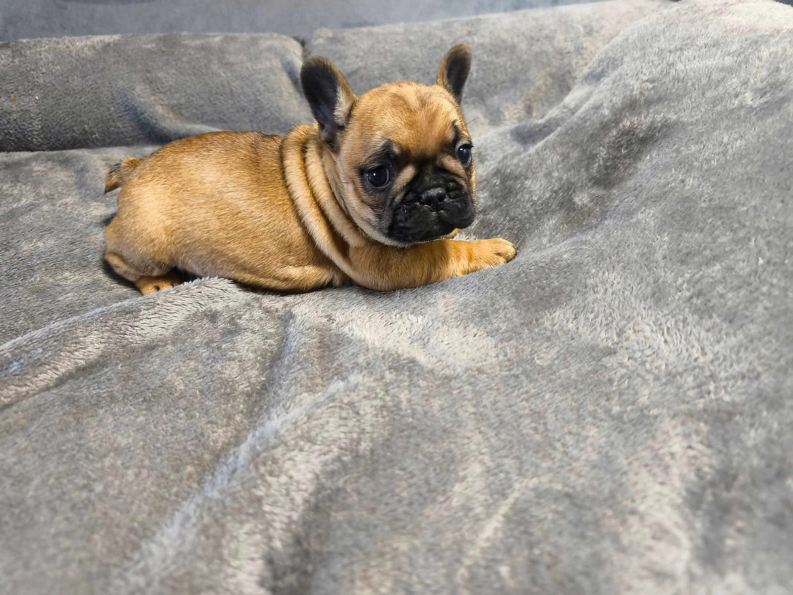 Angu a rejoint le concours — aidez-le/la à gagner de superbes lots ! puppy, dog, french_bulldog, brown, wrinkled_skin, ears, blanket, gray, cute, pet, animal, indoor, young, small, lying_down, fur, portrait, companion, soft, relaxing